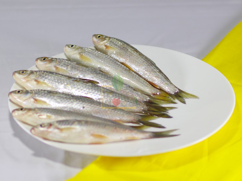 River Tatkini Fish Whole (নদীর টাটকিনি মাছ)