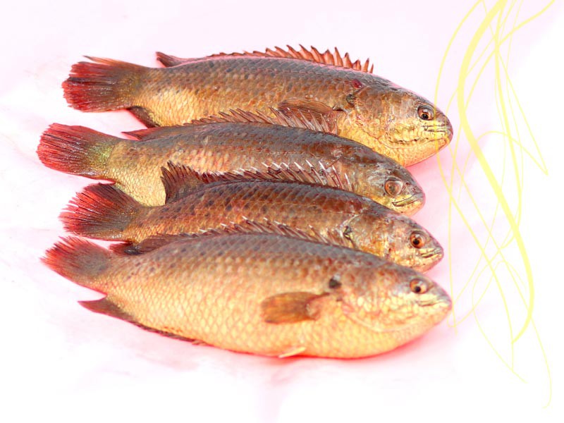Fresh Koi Fish Whole (ফ্রেশ কৈ মাছ)