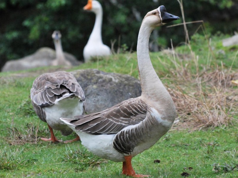 Premium Deshi Swan Duck.(দেশী রাজ হাঁস)