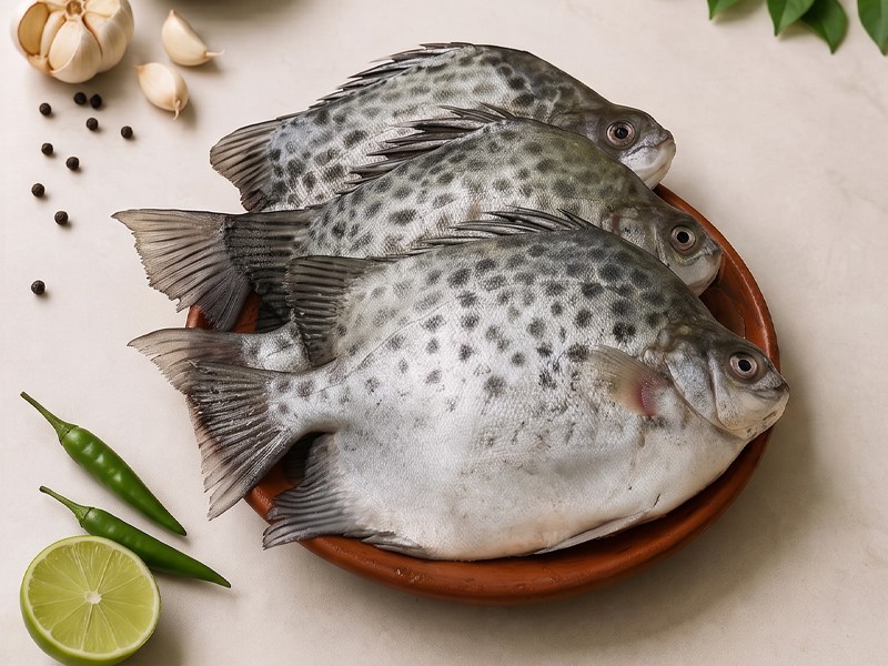 Payra Fish Whole (সুন্দরবনের পায়রা মাছ)